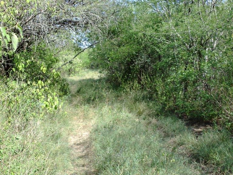 Terreno con superficie de 55 has en venta - 2