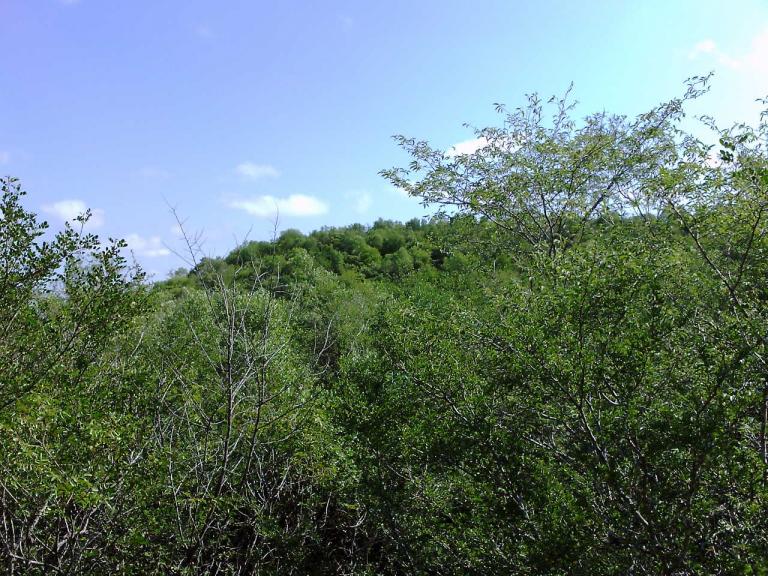 Terreno con superficie de 55 has en venta - 3