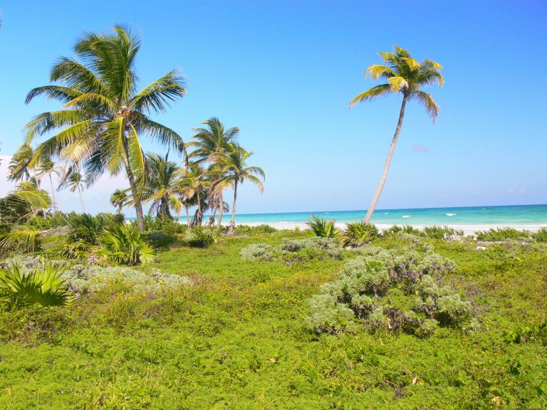 Excelente terreno frente al mar Caribe. - 4