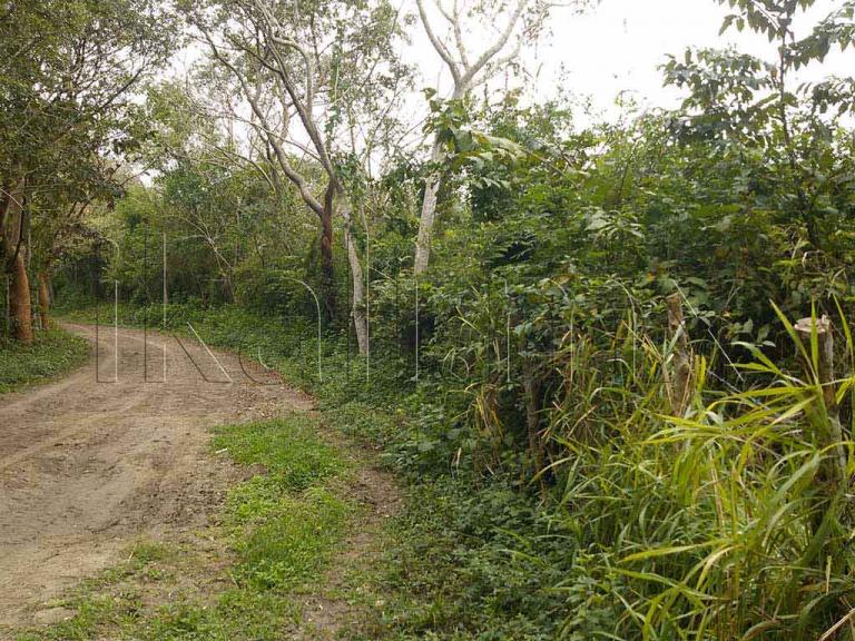 Terreno en Venta en La Laja de Coloman - 3