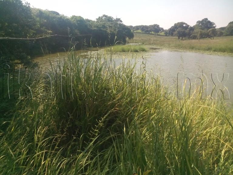 Terreno en Venta en La Laja de Coloman - 7