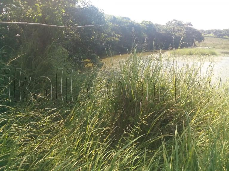 Terreno en Venta en La Laja de Coloman - 8