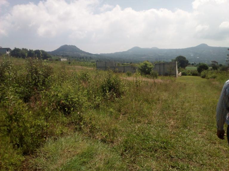 tetenayo - 1