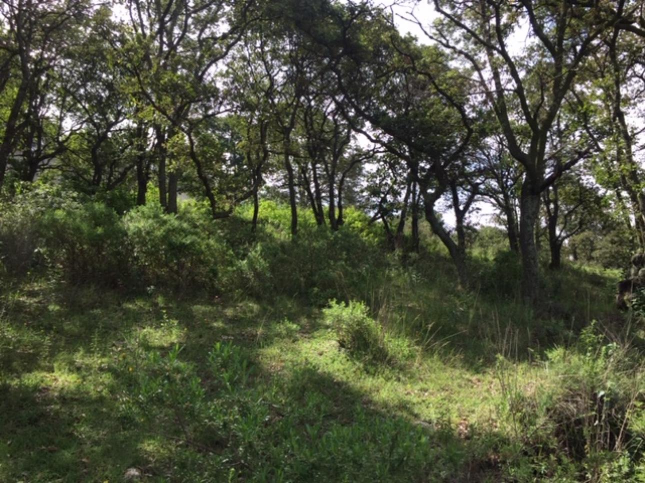 AMPLIO TERRENO EN VENTA UBICADO EN SAN MIGUEL CAÑADAS. - 3