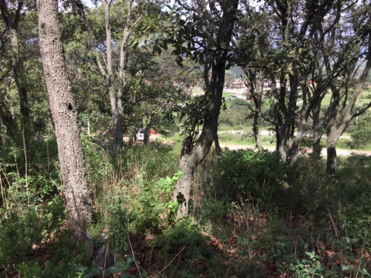AMPLIO TERRENO EN VENTA UBICADO EN SAN MIGUEL CAÑADAS. - 6