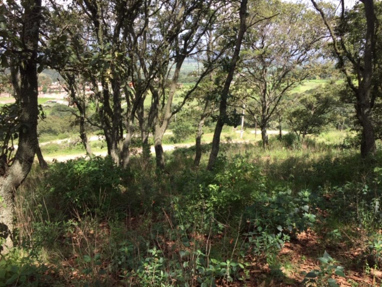 AMPLIO TERRENO EN VENTA UBICADO EN SAN MIGUEL CAÑADAS. - 8