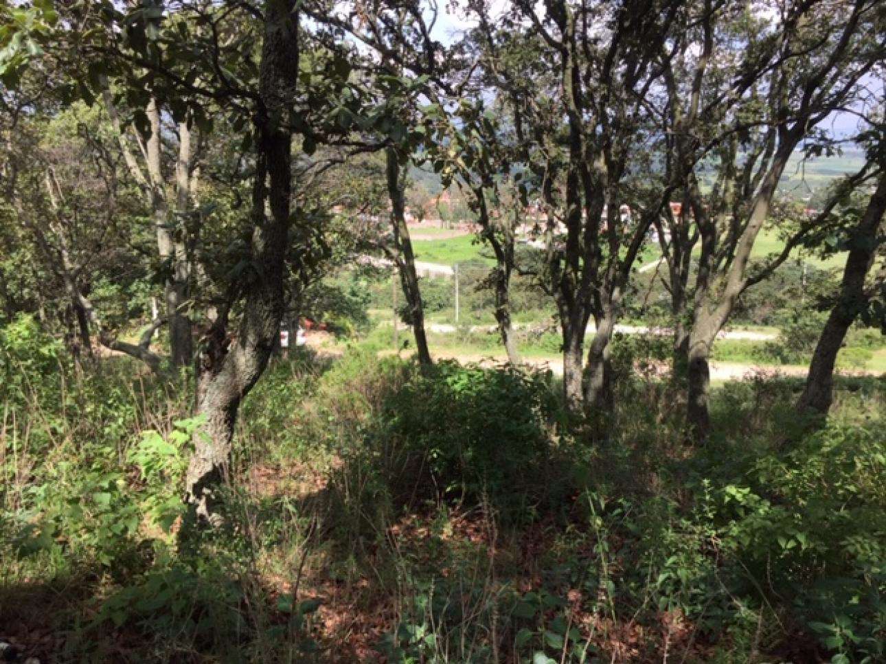 AMPLIO TERRENO EN VENTA UBICADO EN SAN MIGUEL CAÑADAS. - 2