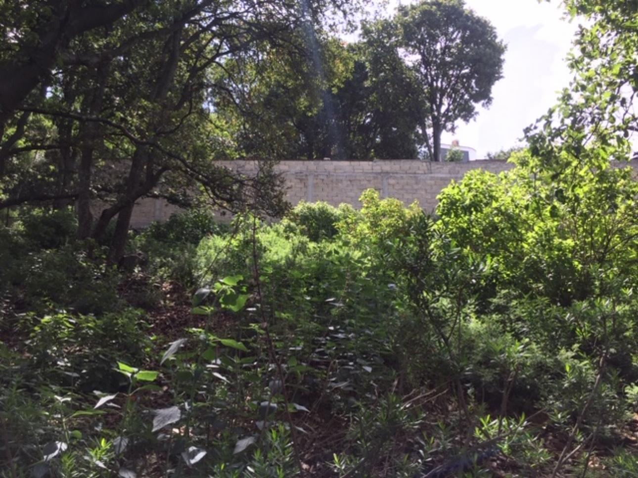 AMPLIO TERRENO EN VENTA UBICADO EN SAN MIGUEL CAÑADAS. - 5